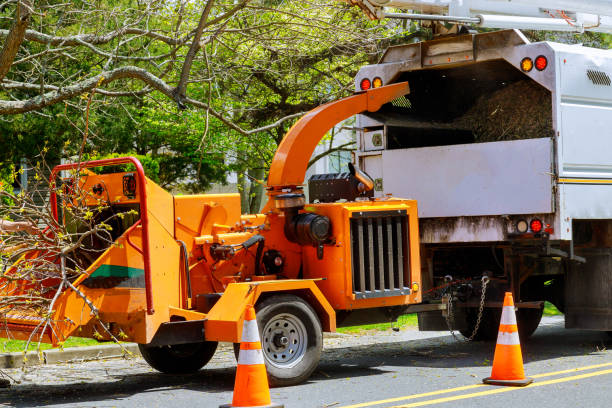  West Livingston, TX Tree Service Pros